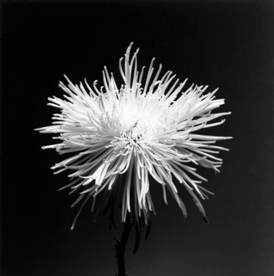 Flower Series XI Print Flower Series XI Print