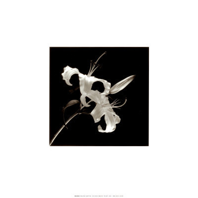 Flower Series II Print Flower Series II Print