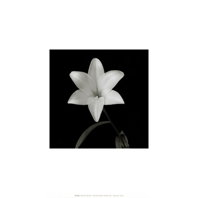 Flower Series VI Print Flower Series VI Print