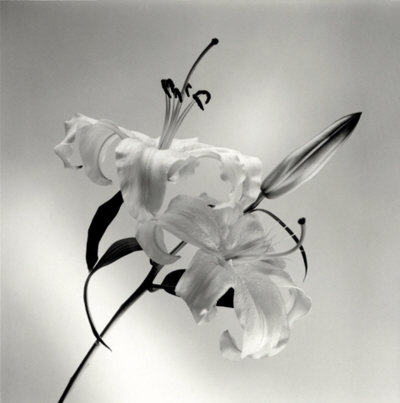 Flower Series X Print Flower Series X Print