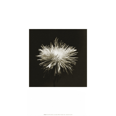 Flower Series I Print Flower Series I Print