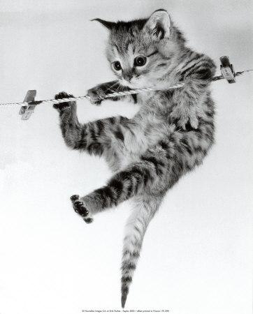 Kitten on a Clothes Line Print Kitten on a Clothes Line Print