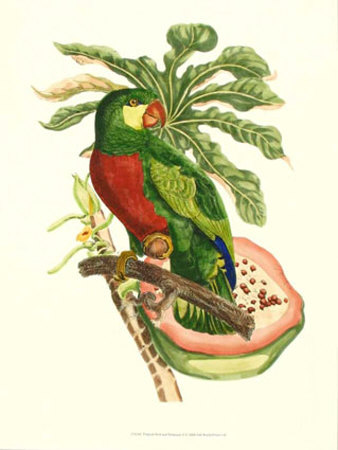 Tropical Bird and Botanical II Print Tropical Bird and Botanical II Print