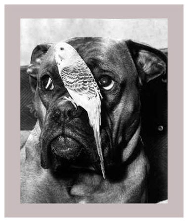Birds Eye View Print Birds Eye View Print