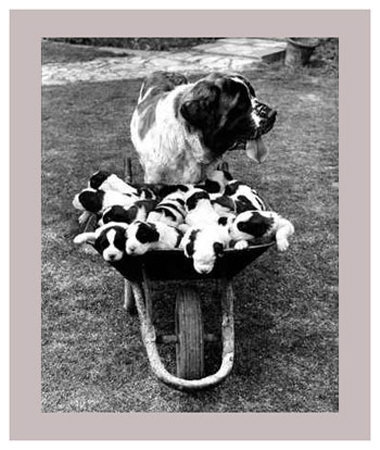 Tich and Pups Getting Around Print Tich and Pups Getting Around Print