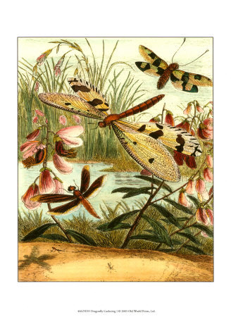 Dragonfly Gathering I Print Dragonfly Gathering I Print