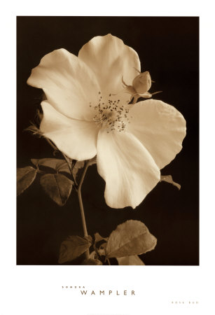 Rose Bud Print Rose Bud Print