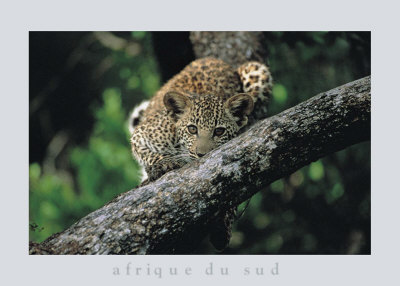 Leopard Cub in Tree Print Leopard Cub in Tree Print