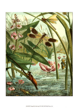 Dragonfly Gathering II Print Dragonfly Gathering II Print