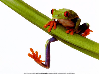 Tree Frog Print Tree Frog Print