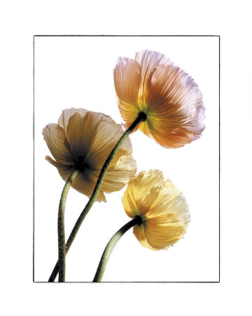 Poppies Print Poppies Print