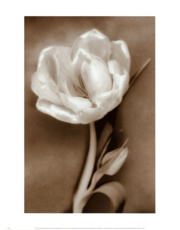 Tulip Print Tulip Print