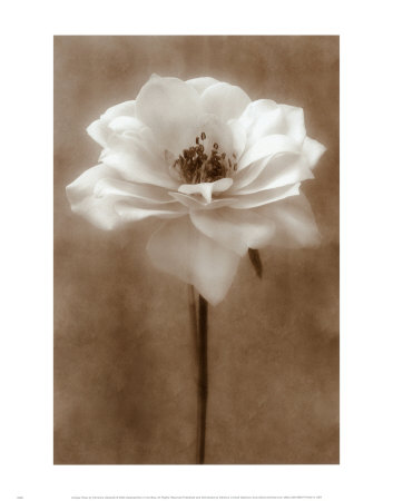 Antique Rose Print Antique Rose Print