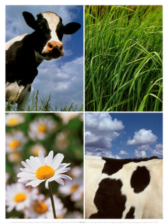 Pastoral Cow Print Pastoral Cow Print