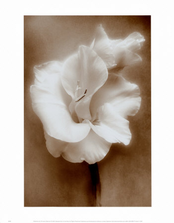 Gladiolus Print Gladiolus Print