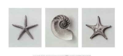 Linckia Lavigata Print Linckia Lavigata Print