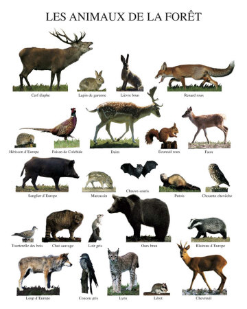 pictures of rainforest animals. rainforest animals