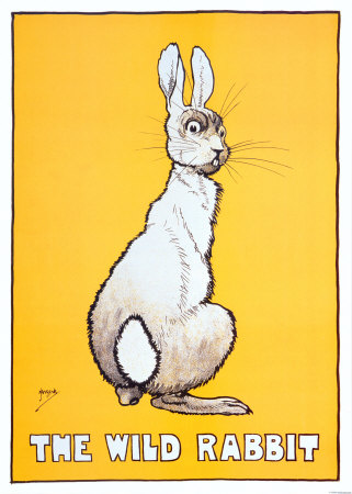 Wild Rabbit Print Wild Rabbit Print