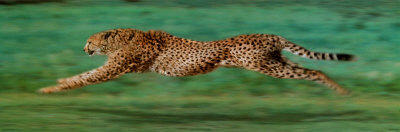 Cheetah Running Print Cheetah Running Print