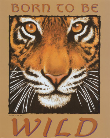 Tiger Eyes Poster Tiger Eyes Poster