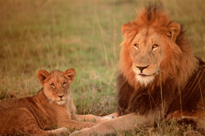 Lion & Cub Poster Lion & Cub Poster