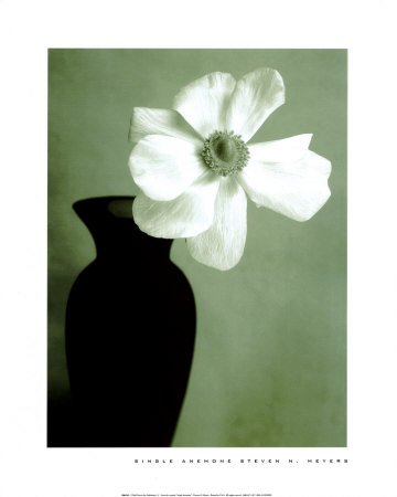 Single Anemone Print Single Anemone Print