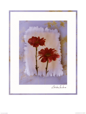 Gerbera Print Gerbera Print