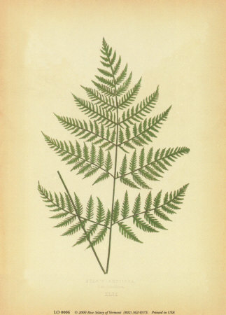 Ferns Print Ferns Print