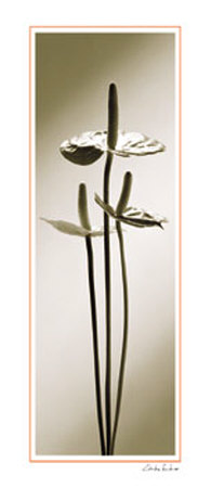 Anthurium Print Anthurium Print