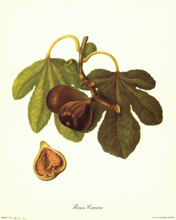 Ficus Carica Print Ficus Carica Print