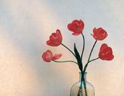 Tulip III Print Tulip III Print