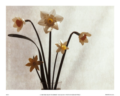 Daffodil III Print Daffodil III Print