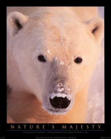 Polar Bear Print Polar Bear Print