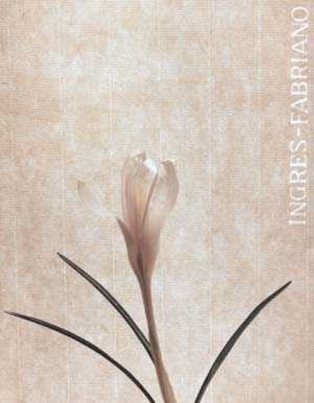 Narcissus Print Narcissus Print