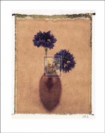 Cornflowers Print Cornflowers Print