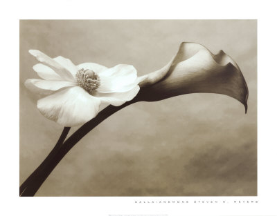Calla-Anemone Print Calla-Anemone Print