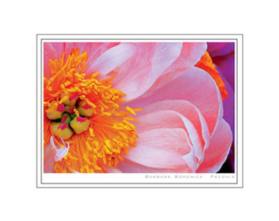 Paeonia Matted Print Paeonia Matted Print