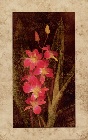 Orchid Print Orchid Print