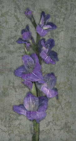 Purple Gladiola Print Purple Gladiola Print