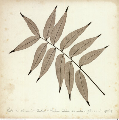 Pistacia Leaf Print Pistacia Leaf Print