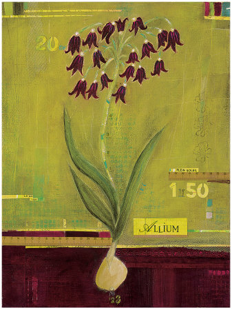 Allium Whimsy Print Allium Whimsy Print