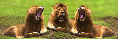 Lions Yawning Poster Lions Yawning Poster