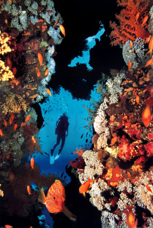 Coral Reef Poster Coral Reef Poster