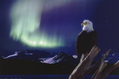 Eagle, Aurora Borealis Poster Eagle, Aurora Borealis Poster