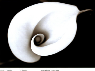 Calla Print Calla Print