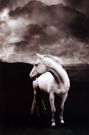 White Horse Poster White Horse Poster