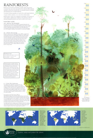 Rainforests Print Rainforests Print