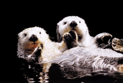 Sea Otters Poster Sea Otters Poster