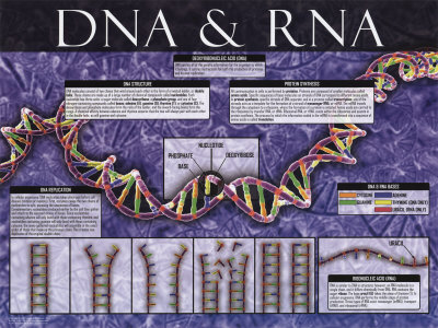 DNA & RNA Print DNA & RNA Print
