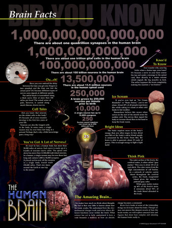 Brain Facts Print Brain Facts Print